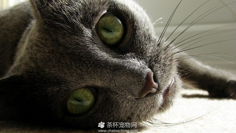 俄罗斯蓝猫图片（四）