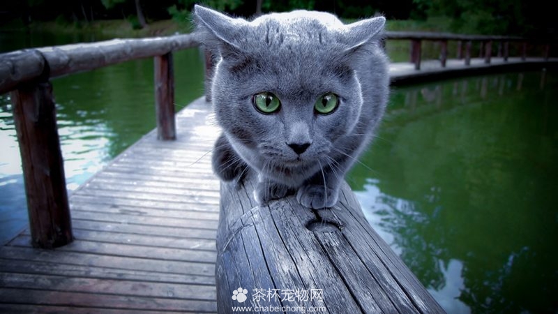 俄罗斯蓝猫图片（五）