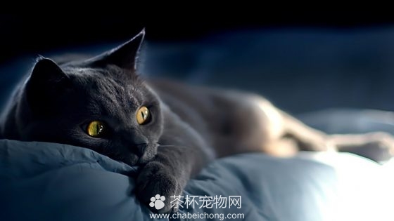 俄罗斯蓝猫图片（六）