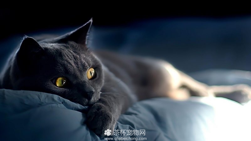 俄罗斯蓝猫图片（六）