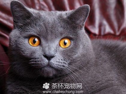 俄罗斯蓝猫图片（七）
