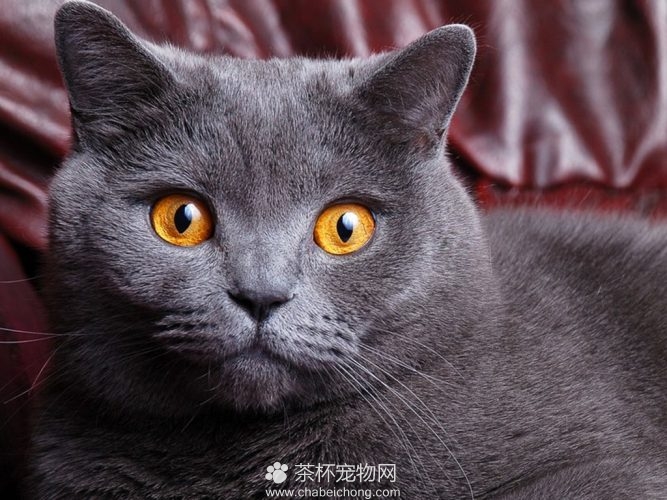 俄罗斯蓝猫图片（七）