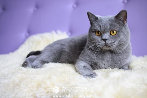俄罗斯蓝猫图片（八）