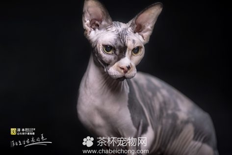 加拿大无毛猫图片