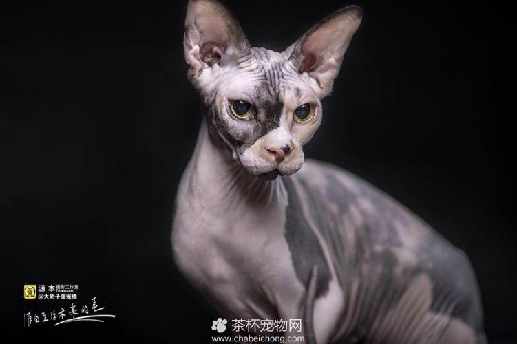 加拿大无毛猫图片