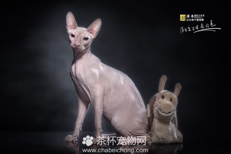 加拿大无毛猫图片（二）