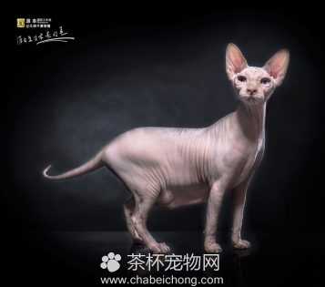加拿大无毛猫图片（三）
