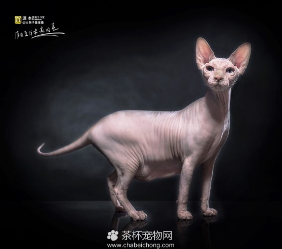 加拿大无毛猫图片（三）