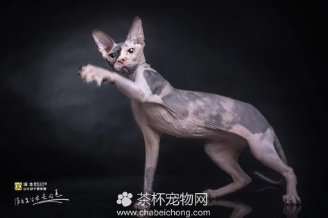 加拿大无毛猫图片（四）