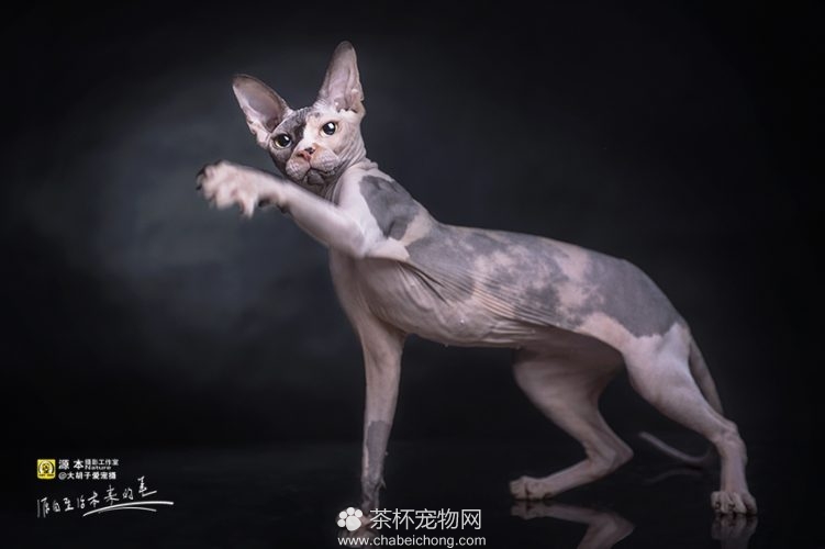 加拿大无毛猫图片（四）