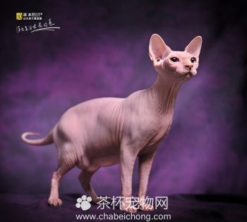 加拿大无毛猫图片（五）