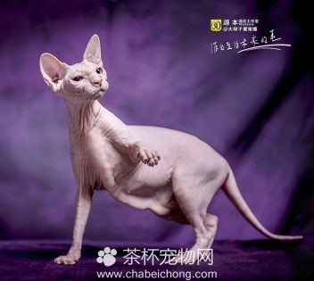 加拿大无毛猫图片（六）