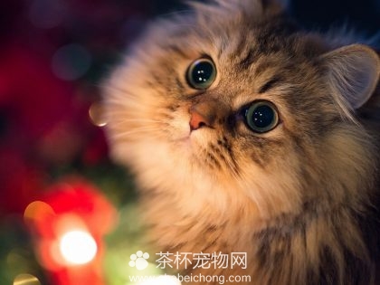 金吉拉猫（二）