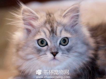 金吉拉猫（三）