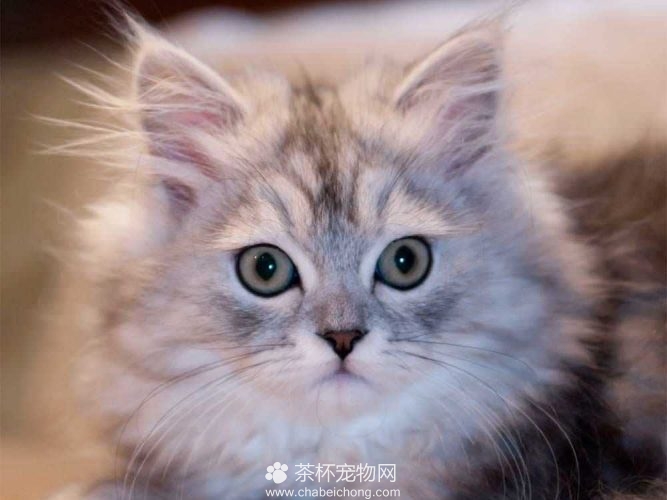 金吉拉猫（三）