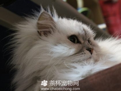 金吉拉猫（五）