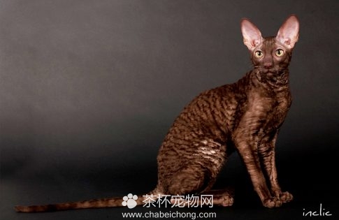 柯尼斯卷毛猫图片