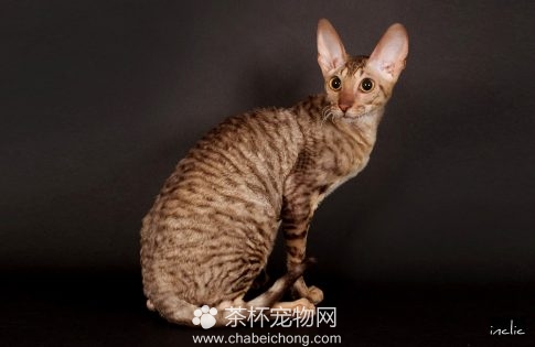 柯尼斯卷毛猫图片（二）