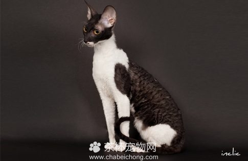 柯尼斯卷毛猫图片（四）
