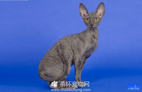 柯尼斯卷毛猫图片（五）