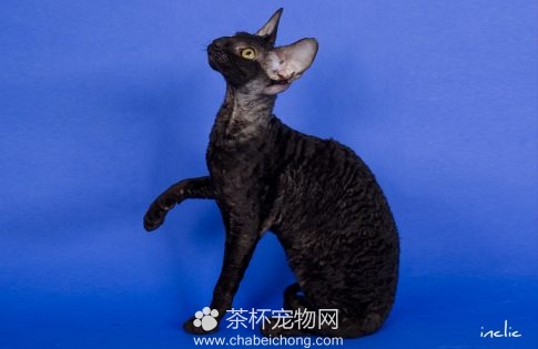 柯尼斯卷毛猫图片（六）