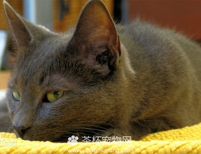 科拉特猫图片