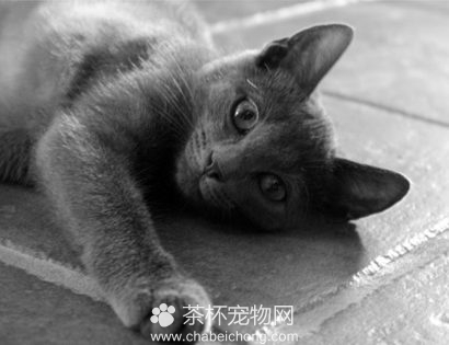 科拉特猫图片（三）