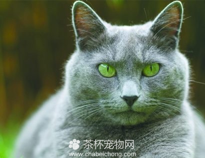 科拉特猫图片（四）