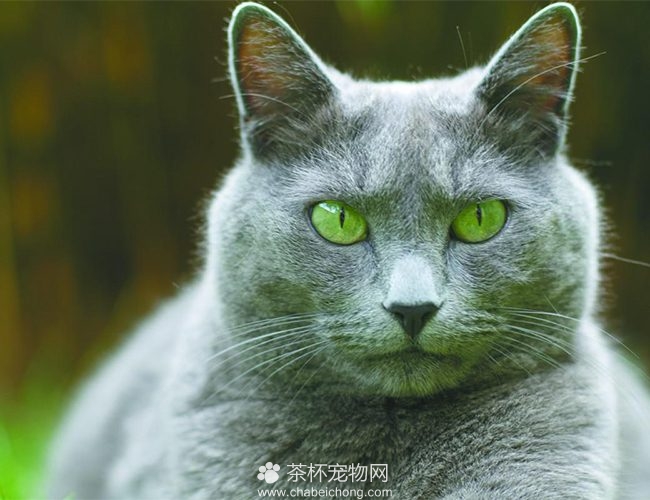 科拉特猫图片（四）