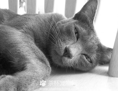 科拉特猫图片（五）