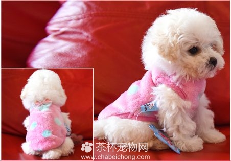 茶杯犬衣服品牌