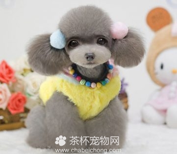 茶杯犬的衣服