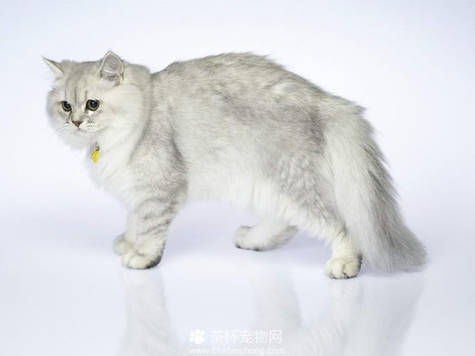 褴褛猫图片