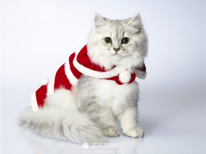 褴褛猫图片（二）