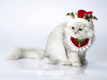 褴褛猫图片（三）
