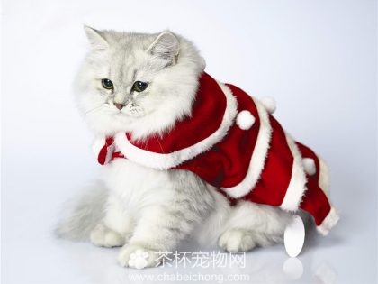 褴褛猫图片（四）
