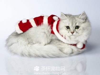 褴褛猫图片（五）