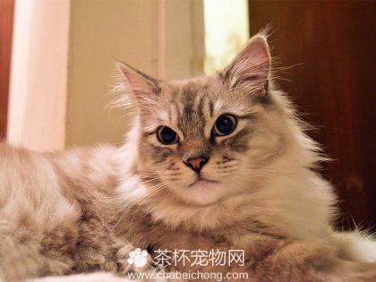 褴褛猫图片（六）