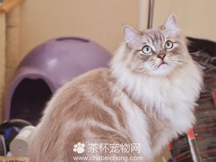 褴褛猫图片（七）