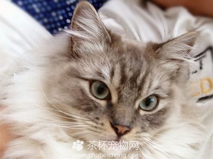褴褛猫图片（八）