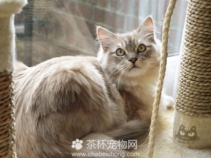 褴褛猫图片（九）