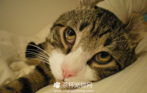 美国卷耳猫图片