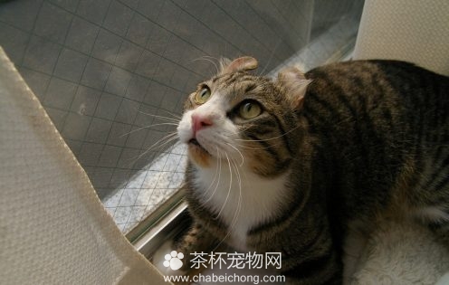 美国卷耳猫图片（二）