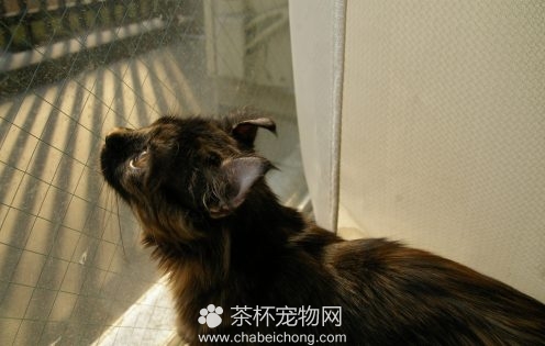 美国卷耳猫图片（三）