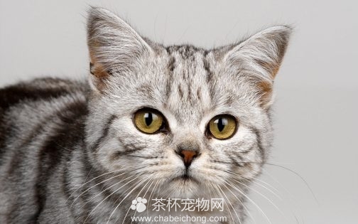 美国短毛猫图片（二）