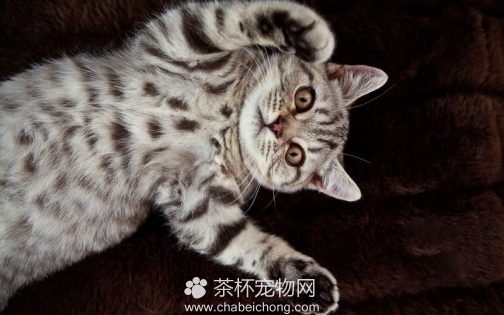 美国短毛猫图片（三）