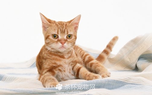 美国硬毛猫图片