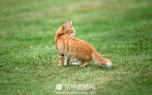 美国硬毛猫图片（三）