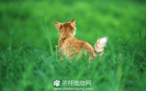 美国硬毛猫图片（四）