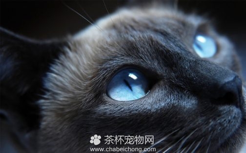 孟买黑猫图片